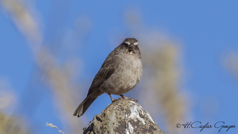 Brown-rumped Seedeater - Crithagra tristriata