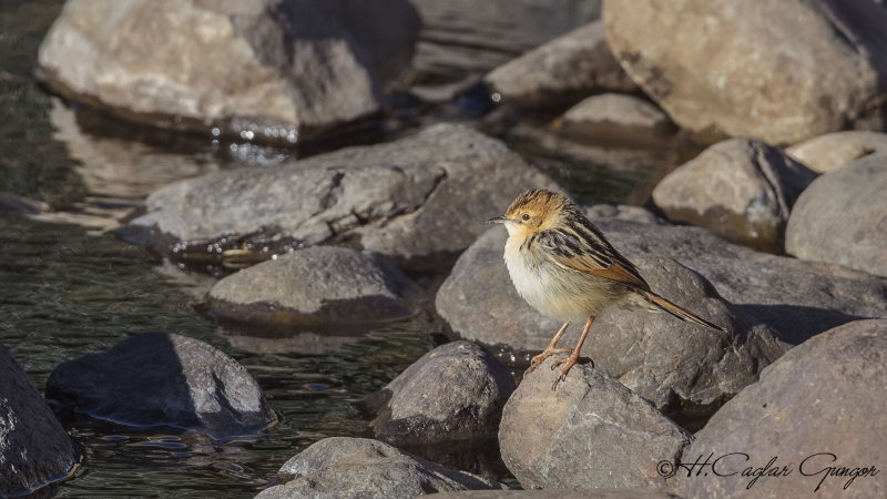 Ethiopian Cisticola - Cisticola lugubris