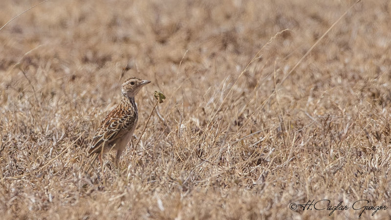 Foxy Lark - Calendulauda alopex