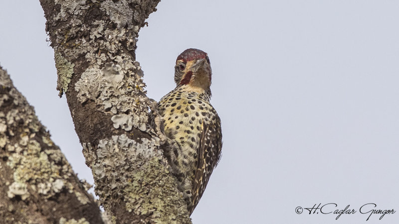 Nubian Woodpecker - Campethera nubica