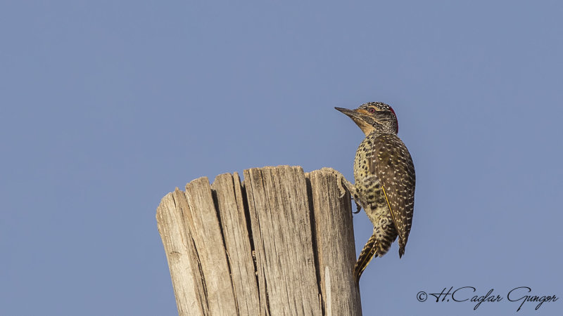 Nubian Woodpecker - Campethera nubica