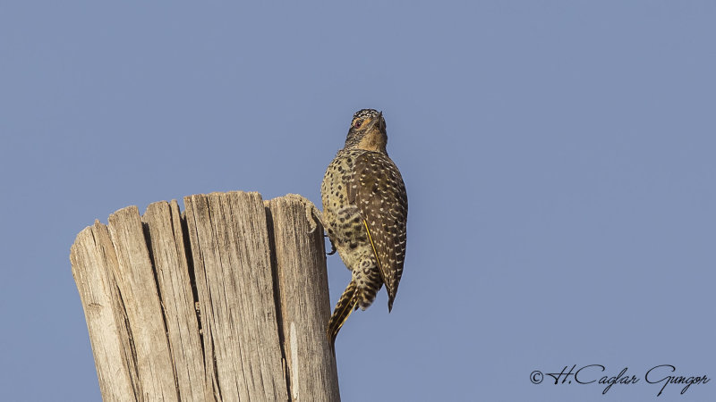 Nubian Woodpecker - Campethera nubica