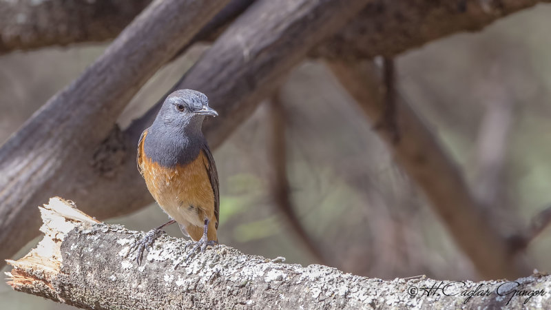Little Rock Thrush - Monticola rufocinereus - Küçük taşkızılı