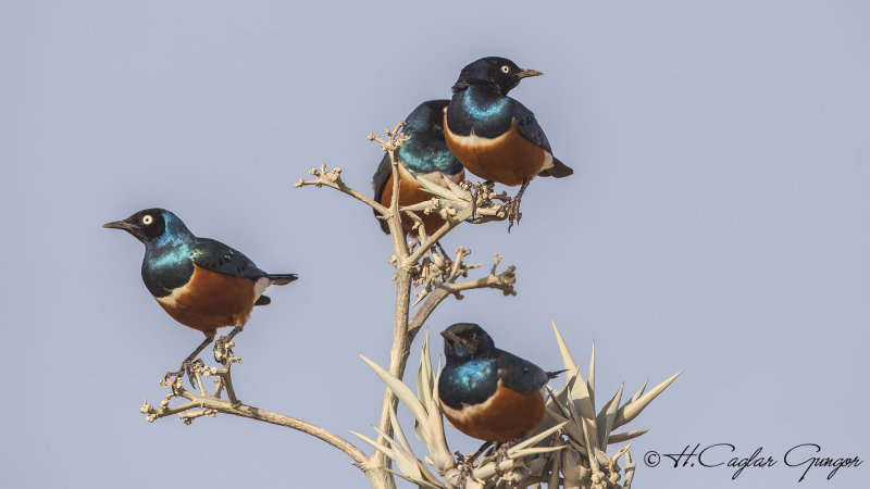 Superb Starling - Lamprotornis superbus - Muhteşem sığırcık