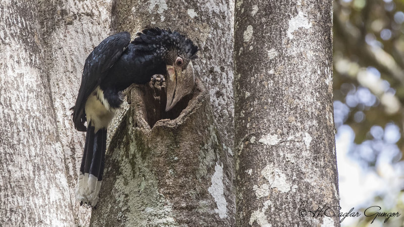 Silvery-cheeked Hornbill - Bycanistes brevis - Ak yanaklı boynuzgaga