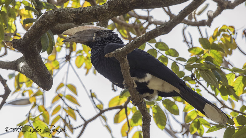 Silvery-cheeked Hornbill - Bycanistes brevis - Ak yanaklı boynuzgaga