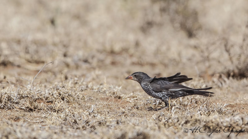 Red-billed Buffalo Weaver - Bubalornis niger