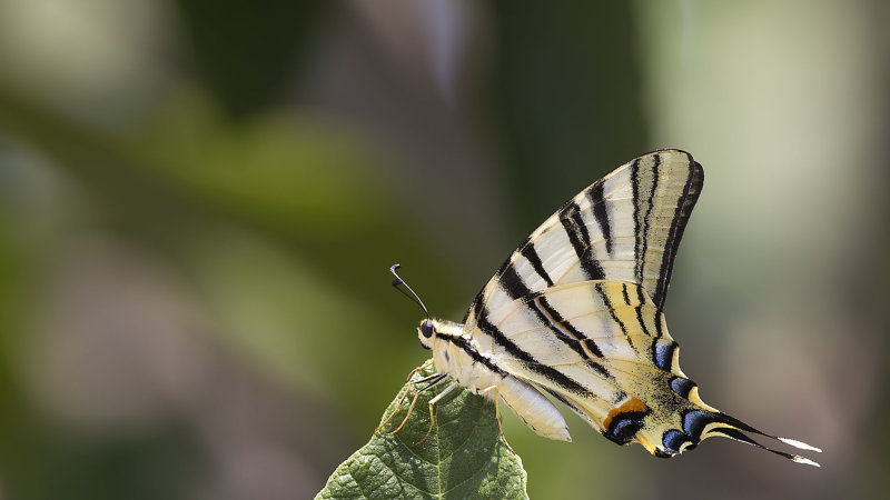 Scarce swallowtail - Iphiclides podalirius - Erik Kırlangıçkuyruğu
