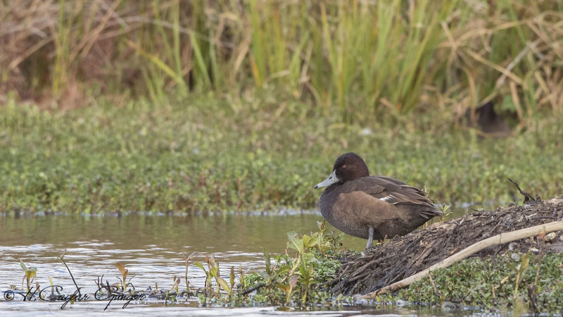 Southern Pochard - Netta erythrophthalma
