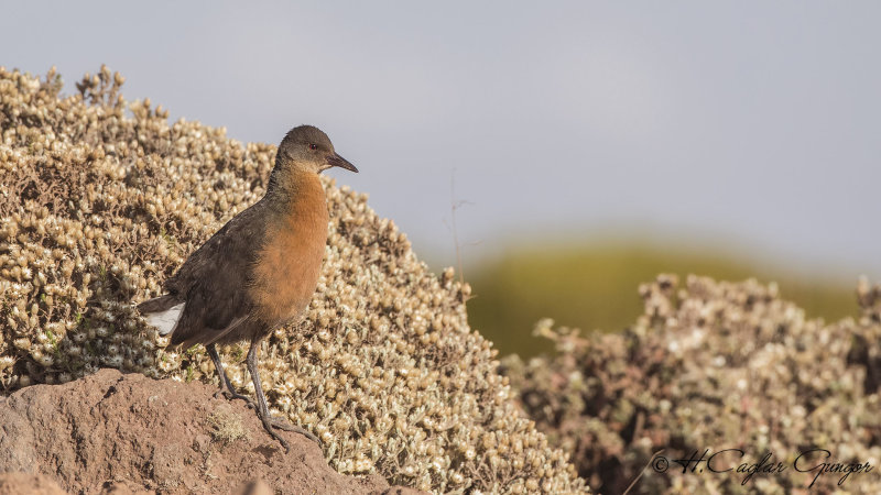 Rougets Rail - Rougetius rougetii