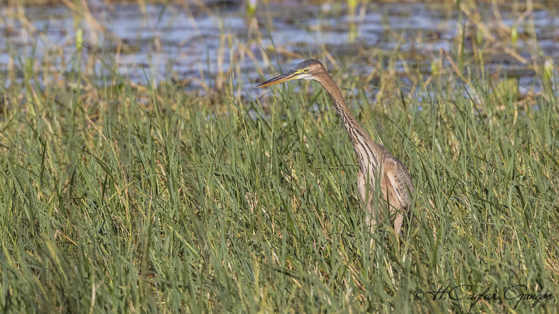 Goliath Heron - Ardea goliath - Dev balıkçıl