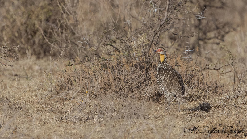 Yellow-necked Francolin - Pternistis leucoscepus