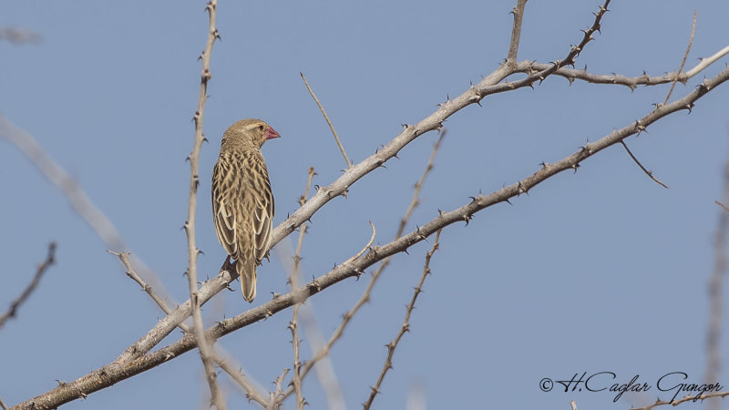 Red-billed Quelea - Quelea quelea - Kırmızı gagalı kuela