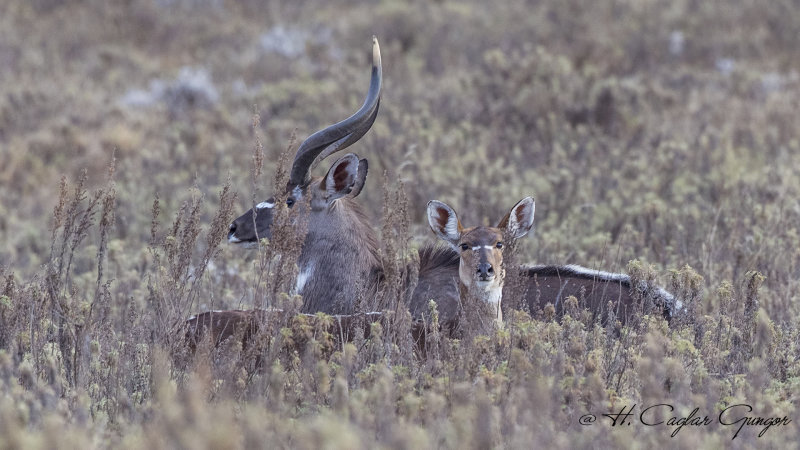 Mountain Nyala - Tragelaphus buxtoni