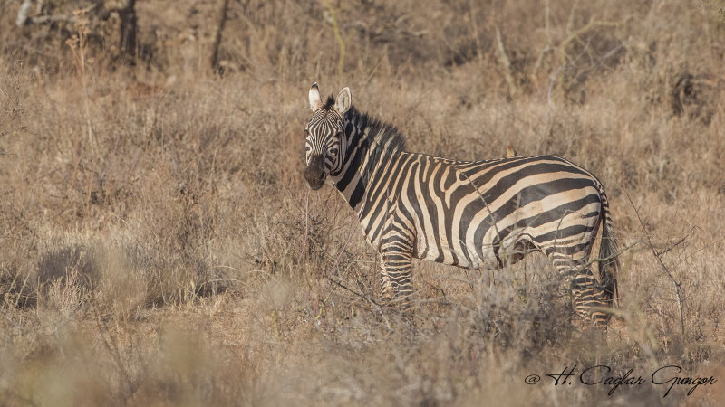 Plains Zebra - Equus quagga