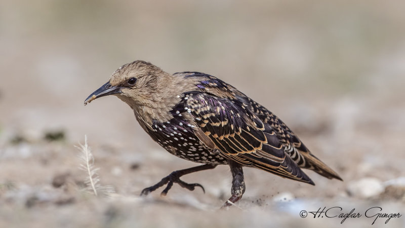 Common Starling - Sturnus vulgaris - Sığırcık