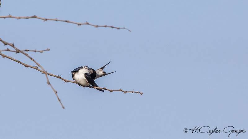 White-tailed Swallow - Hirundo megaensis