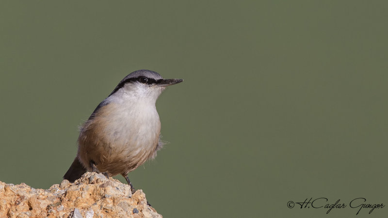 Western Rock Nuthatch - Sitta neumayer - Kaya sıvacısı