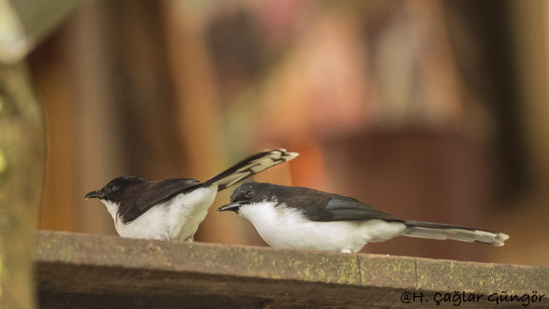 Dark-backed Sibia - Heterophasia melanoleuca