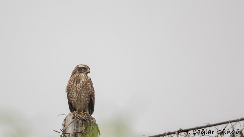 Grey-faced Buzzard - Butastur indicus