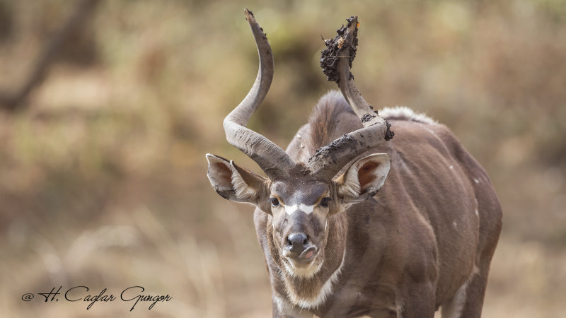 Mountain Nyala - Tragelaphus buxtoni