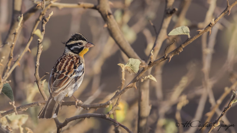 Somali Bunting - Emberiza poliopleura