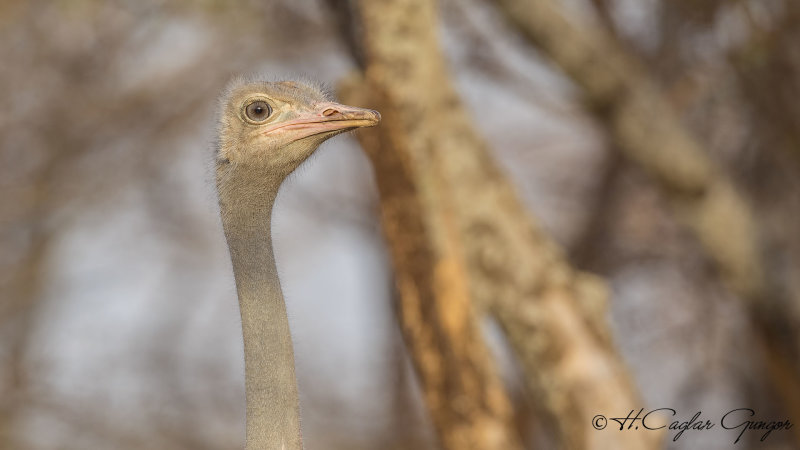 Somali Ostrich - Struthio molybdophanes - Somali devekuşu