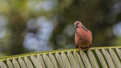 Spotted dove - Streptopelia chinensis