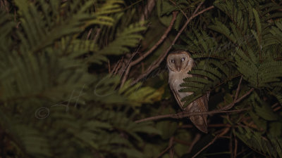 Barn owl - Tyto alba.jpg