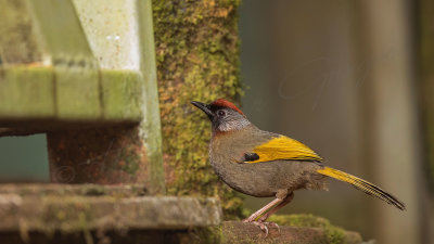 Chestnut-crowned laughingthrush - Garrulax erythrocephalus