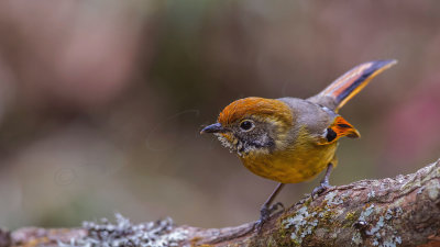 Chestnut-tailed minla - Minla strigula