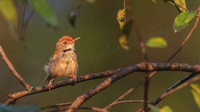 Common tailorbird - Orthotomus sutorius