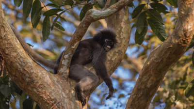 Dusky leaf monkey - Dusky langur - Trachypithecus obscurus