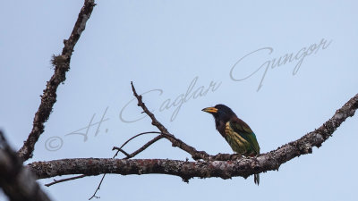 Great barbet - Megalaima virens
