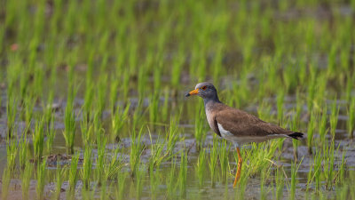 Grey-headed lapwing - Vanellus cinereus