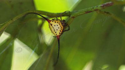 Macracantha arcuata