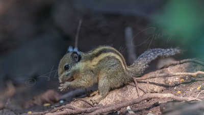 Himalayan striped squirrel - Tamiops macclellandi