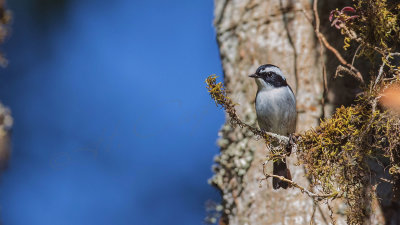 Little pied flycatcher - Ficedula westermanni