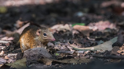 Northern Treeshrew - Tupaia belangeri