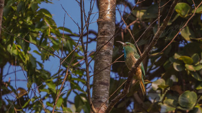 Orange-bellied leafbird - Chloropsis hardwickii