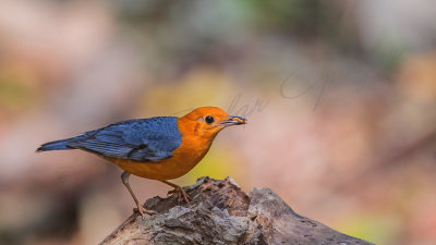 Orange-headed thrush - Zoothera citrina