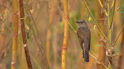 Plaintive cuckoo - Cacomantis merulinus