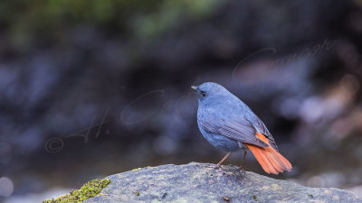 Plumbeous water redstart - Rhyacornis fuliginosus