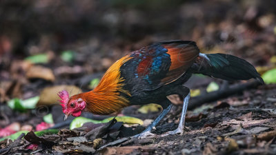 Red junglefowl - Gallus gallus