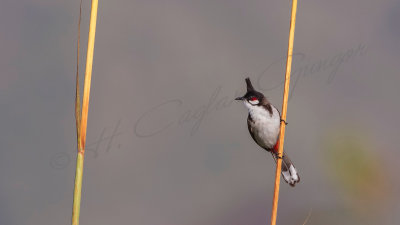 Red-whiskered bulbul - Pycnonotus jocosus