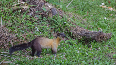 Yellow-throated marten - Martes flavigula