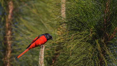 Short-billed minivet - Pericrocotus brevirostris