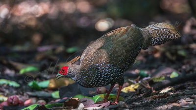 Silver pheasant - Lophura nycthemera