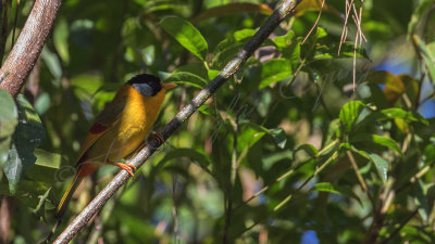 Silver-eared mesia - Leiothrix argentauris