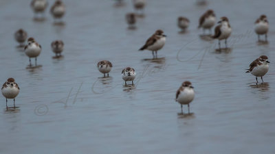 Spoon-billed sandpiper - Calidris pygmeus